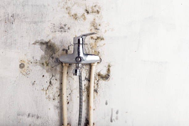 Best Mold Testing and Removal  in Stuarts Draft, VA