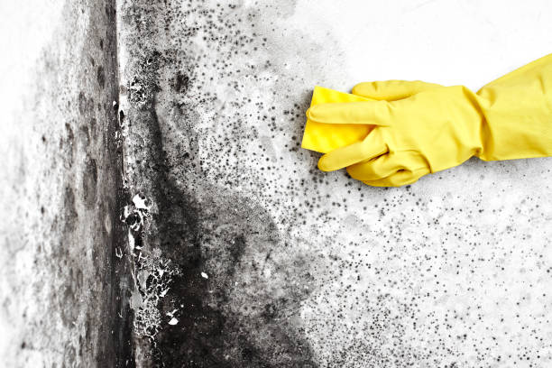Best Toxic Mold Removal  in Stuarts Draft, VA