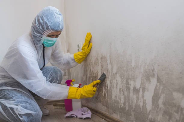 Best Certified Mold Removal  in Stuarts Draft, VA