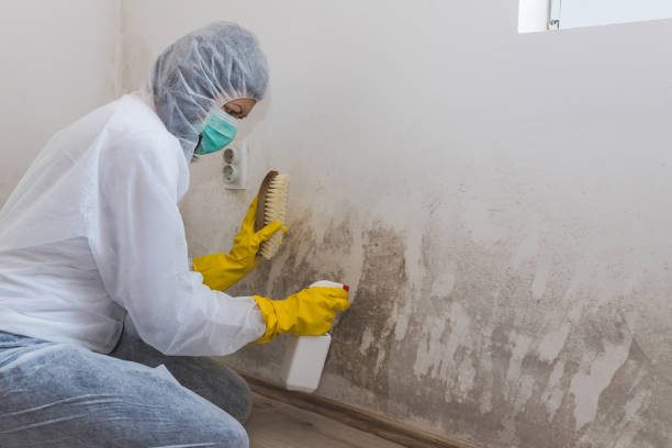 Best Same-Day Mold Removal  in Stuarts Draft, VA
