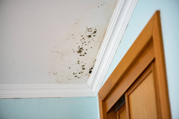 Best Crawl Space Mold Removal  in Stuarts Draft, VA