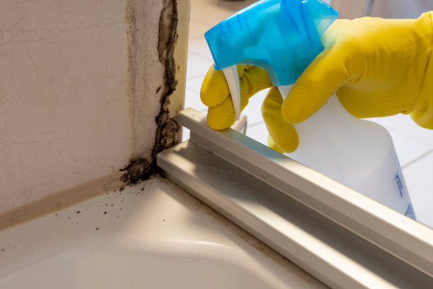 Best Mold Remediation  in Stuarts Draft, VA