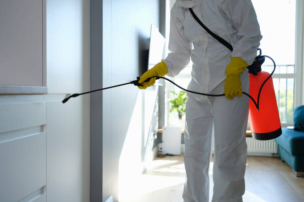 Best Black Mold Removal  in Stuarts Draft, VA