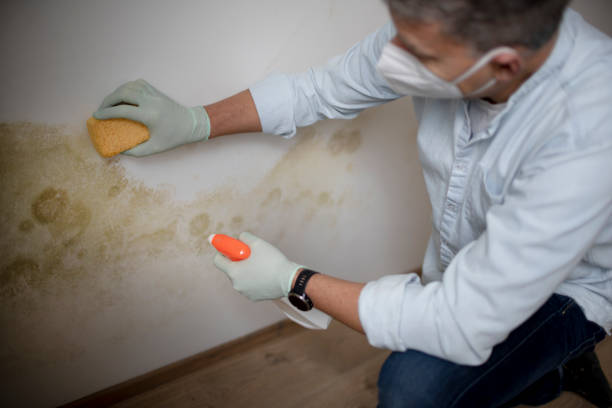 Best Residential Mold Removal  in Stuarts Draft, VA