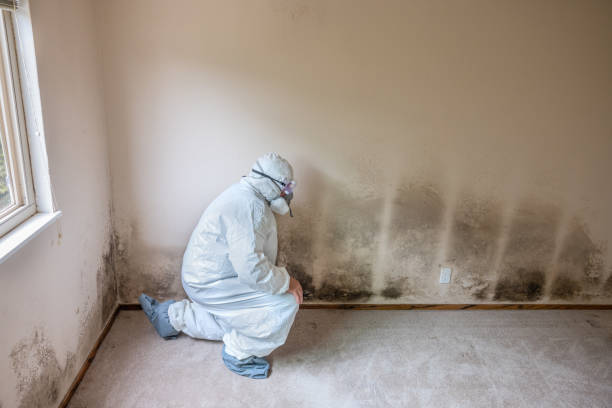 Mold Testing and Removal in Stuarts Draft, VA
